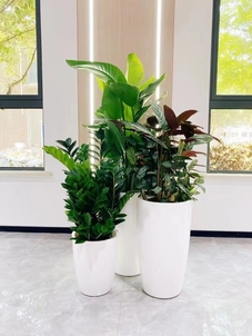 专业绿化养护,看宁波江北如何扮靓城市家园